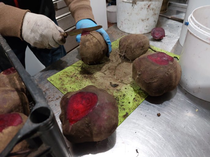 A close up of a pair of hands slicing uncooked beetroot on a silver kitchen worksurface.